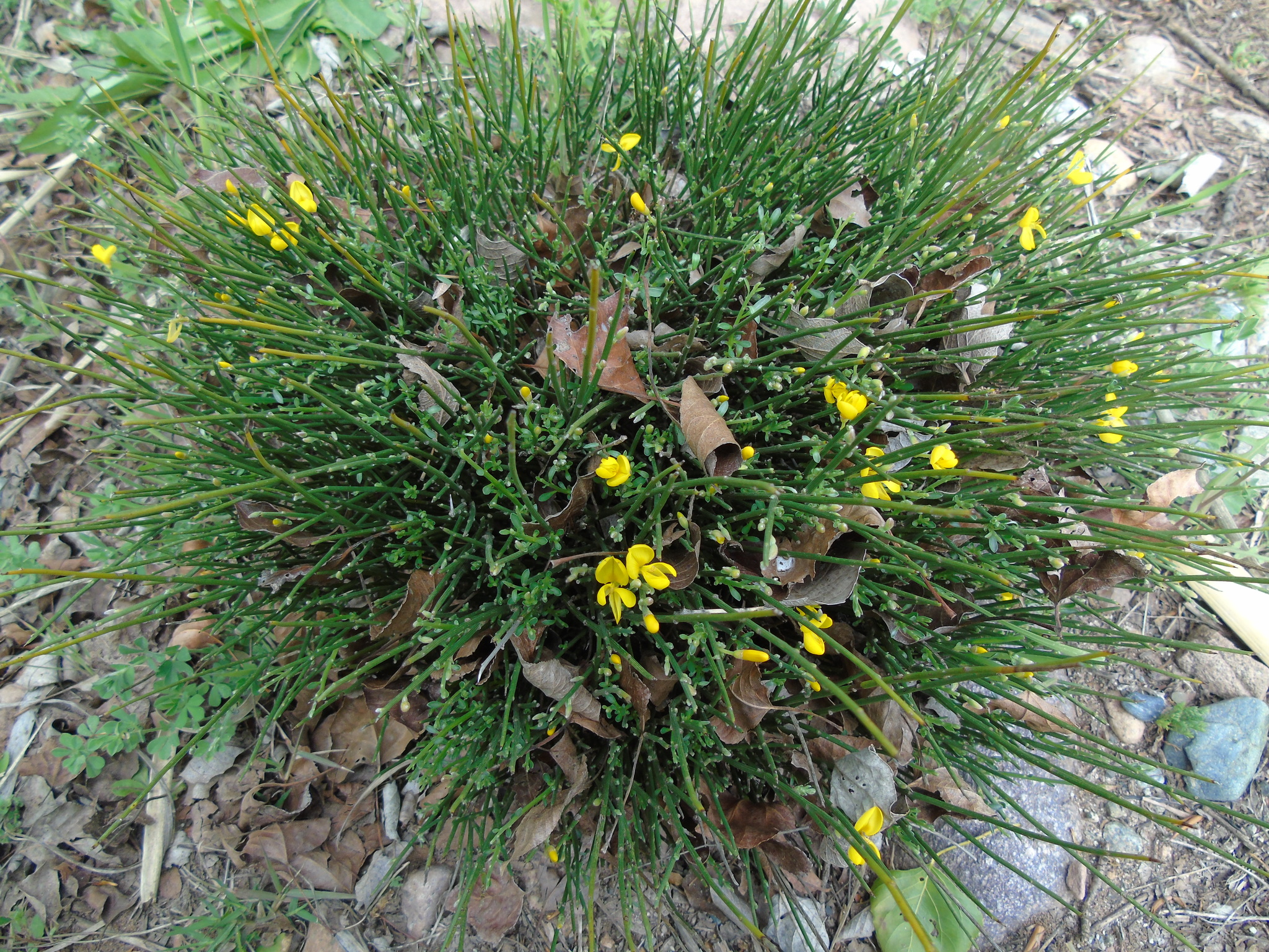 Atlas broom