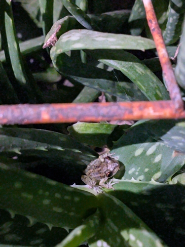 Santa Ines Snouted Treefrog