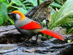 Trochalopteron milnei