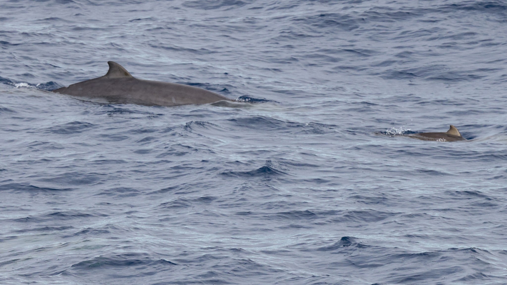 Mesoplodon grayi