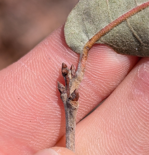 bluejack oak (Quercus incana)