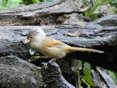 Rusty-Fronted Barwing photo 2