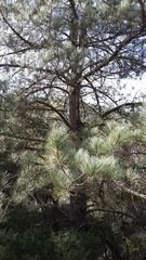 Pinus coulteri