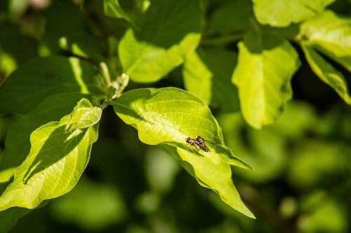 Unknown species found near Tucker, GA 30084, USA