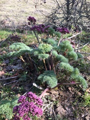 Lomatium columbianum