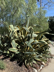 Agave salmiana