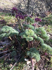 Lomatium columbianum