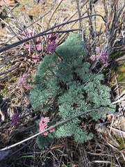 Lomatium columbianum