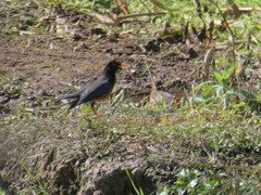 Turdus dissimilis