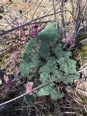 Lomatium columbianum