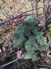 Lomatium columbianum