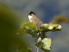 Pycnonotus xanthorrhous