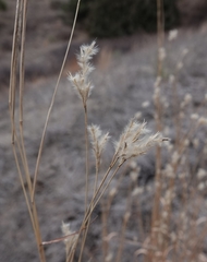 Andropogon hallii