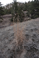 Andropogon hallii