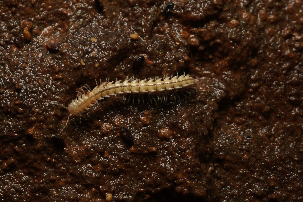 Ricodesmus uniporus