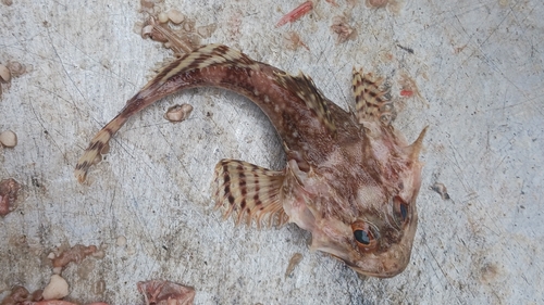 Longhorn sculpin (Myoxocephalus octodecemspinosus) — Cottidae