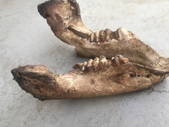 Loxodonta