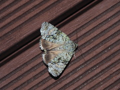 Blenina quinaria