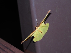 Corymica pryeri