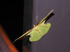 Corymica pryeri