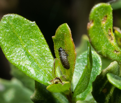 Trirhabda flavolimbata