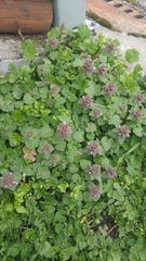 Lamium purpureum