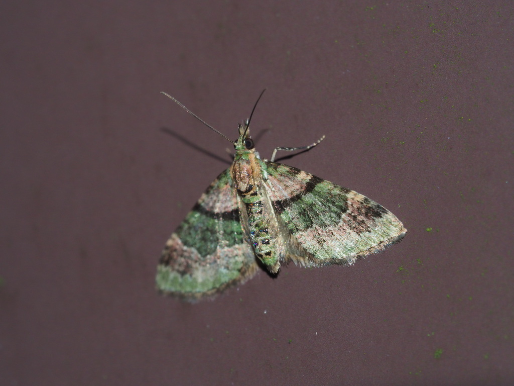 Syncosmia