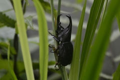 Xylotrupes gideon gideon
