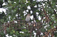 Gymnoris superciliaris