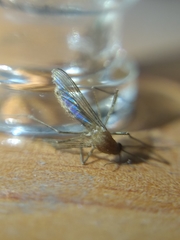 Culex quinquefasciatus