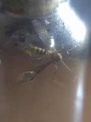 Culex quinquefasciatus