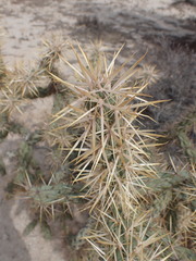 Cylindropuntia sanfelipensis