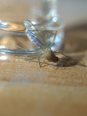 Culex quinquefasciatus