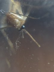 Culex quinquefasciatus