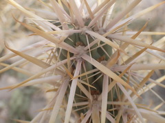Cylindropuntia sanfelipensis
