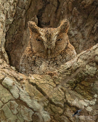 Megascops guatemalae