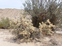 Cylindropuntia sanfelipensis
