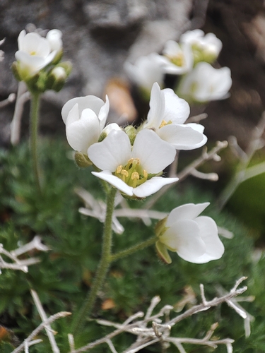 Draba dedeana, photograph 5