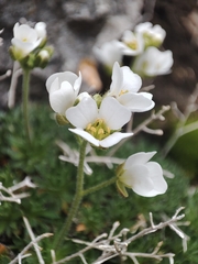 Draba dedeana, photograph (c) Ana Garcia, some rights reserved (CC BY)