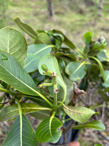 Psychotria hawaiiensis observed 2026-03-19