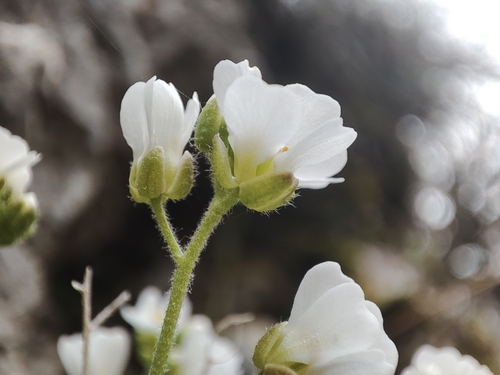 Draba dedeana, photograph 6