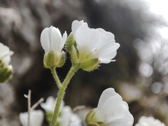 Draba dedeana, photograph (c) Ana Garcia, some rights reserved (CC BY)