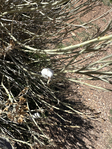 Unknown species found near N Village Loop, Grand Canyon Village, AZ, US