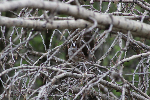 White-crowned Sparrow photographed in North Dakota