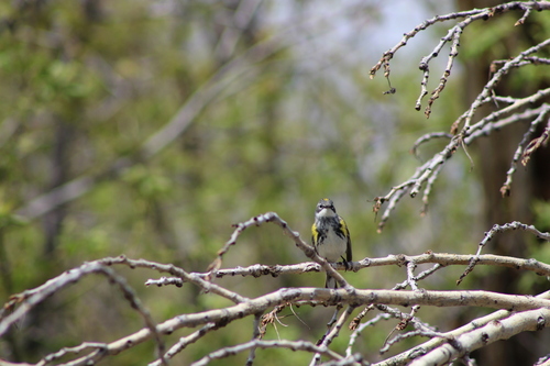 Myrtle Warbler photographed in North Dakota