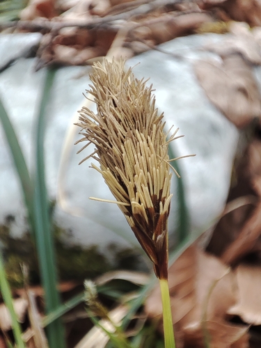 Carex brevicollis, photograph 3