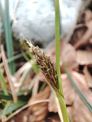 Carex brevicollis, photograph 4