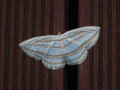 Orthocabera sericea