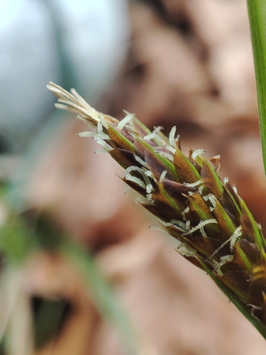 Carex brevicollis, photograph 5