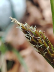 Carex brevicollis, photograph (c) Ana Garcia, some rights reserved (CC BY)